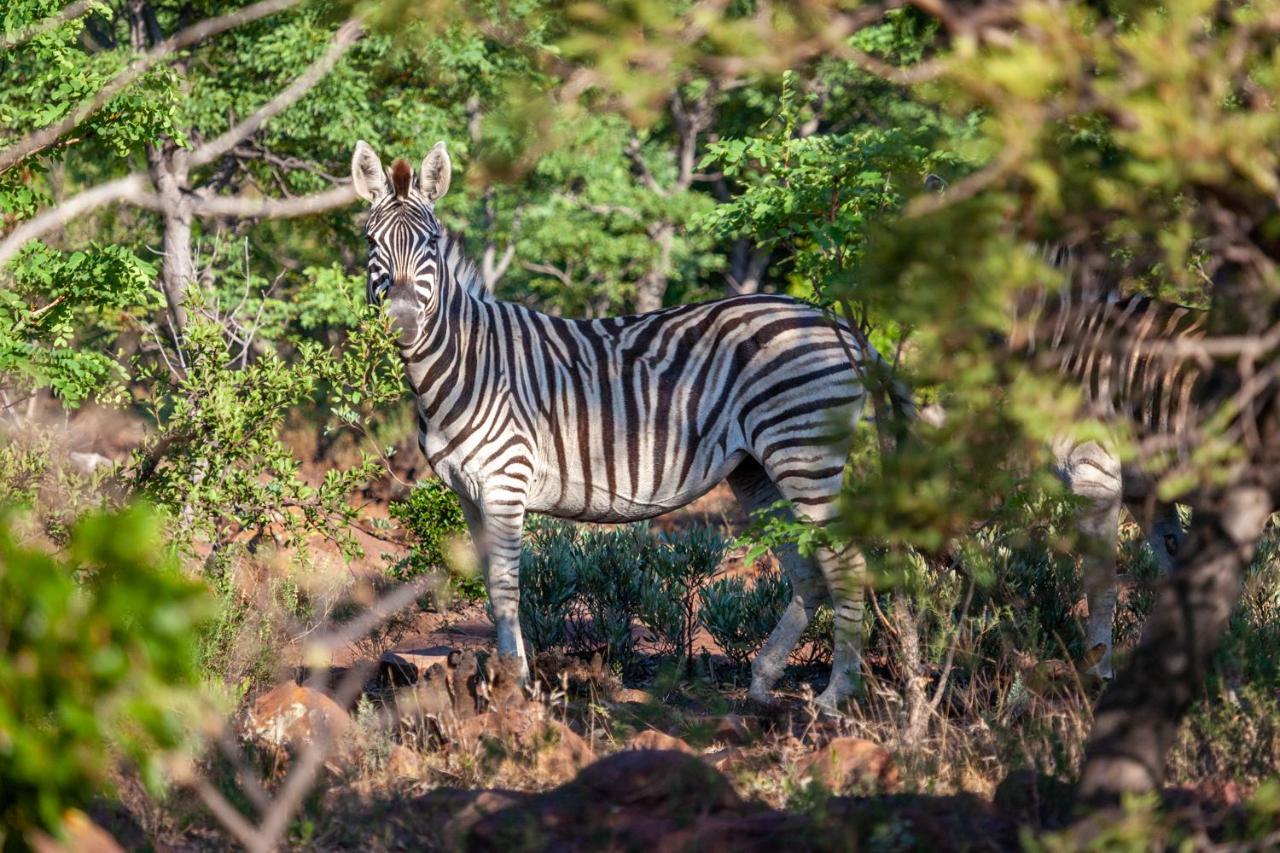 Lejwe La Metsi Private Reserve Bela-Bela Luaran gambar